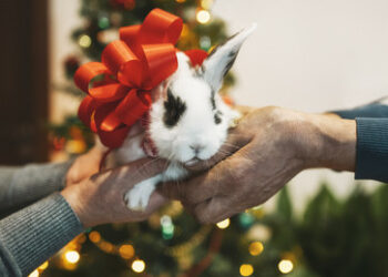 "Kein Spielzeug": Russlands Umweltministerium mahnt, keine Kaninchen zu Silvester zu verschenken