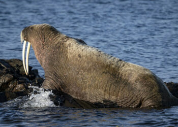 Ein Walross durchkreuzt die Neujahrsfeier im britischen Scarborough