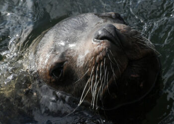 Ferner Osten Russlands: Stellerscher Seelöwe auf Sachalin gerettet