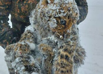 Russland: Eineinhalb Monate alte Amurleopardenbabys gerettet