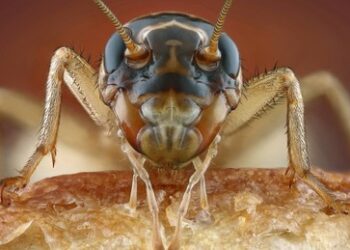 Wohl bekomm's! Insekten in der EU nun offiziell neuartiges Lebensmittel