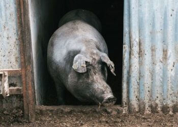 Leider wahr: Ukrainisches Getreide für spanische Edelschweine – Insekten für EU-Bürger