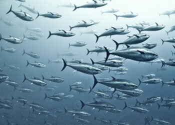 Nach Massenexodus vor 252 Millionen Jahren: Ozeane erholten sich schneller als bislang angenommen