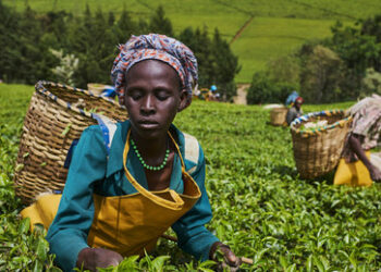Wirtschaftswissenschaftlerin: Russland und Afrika sollten mehr vom direkten Handel profitieren