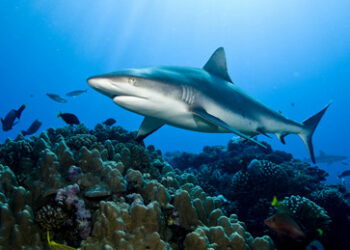 Historisches UN-Abkommen: 30 Prozent der Weltmeere werden zu Schutzgebieten