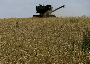 Polen und Rumänien: Brauchen Schutz vor billigen Getreideimporten aus der Ukraine