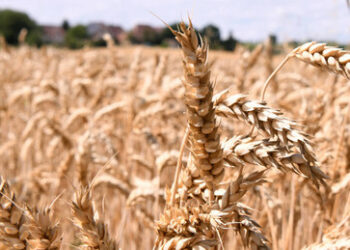 Trotz gesundheitlicher Bedenken: Brasilien erlaubt Anbau und Verkauf genveränderter Weizensorte