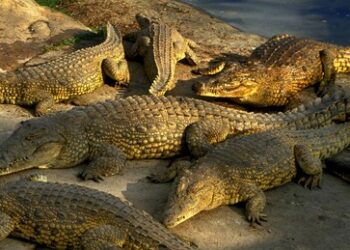 Wenn die Regierung Journalisten anfüttert: Über Reptilienfonds und den Mediensumpf