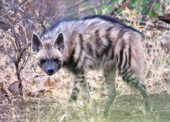 Die Rache des Imperiums: Der Versuch, das südliche Eurasien in Brand zu setzen