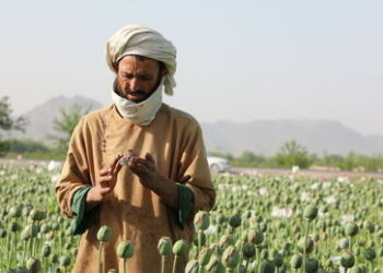 Drogenhandel: Taliban verbieten Mohn-Anbau und lösen im Westen statt Erleichterung Panik aus