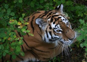 Karin Kneissl investiert in Tierschutz: Österreichs Ex-Außenministerin unterstützt Amurtiger