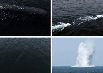 Nordkorea will erneut Unterwasserdrohne getestet haben