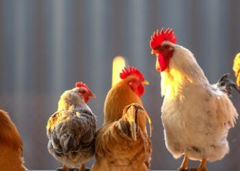 Politische Verunsicherung: Deutsche Bauern investieren ein Drittel weniger in Tierhaltung