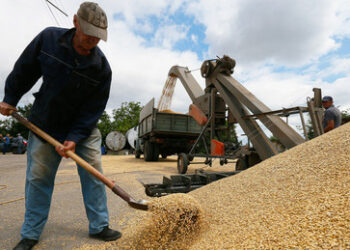 Slowakei verbietet Verarbeitung und Verkauf von ukrainischem Getreide