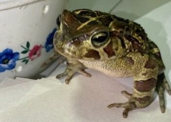 Tourist schmuggelt im Rucksack 350 exotische Tiere aus Südafrika nach Russland ein