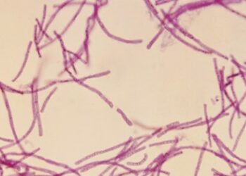 Verteidigungsministerium Russlands: Cholera- und Milzbrand-Erreger in US-Biolabors entdeckt