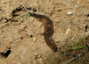 Bundesamt warnt: Fleischfressender "Obama-Wurm" breitet sich in Deutschland aus