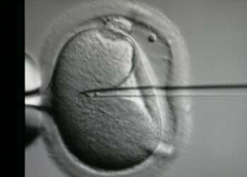 Großbritannien: Erstmals Babys mit DNA von drei Menschen mittels neuer IVF-Technologie geboren
