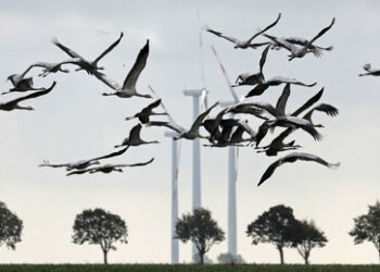 Niederlande stoppen Windräder zum Schutz von Zugvögeln