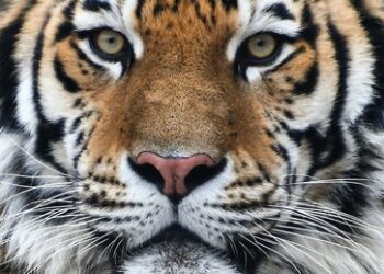 Von Tigern und Wölfen – Wildtiere als Politikum