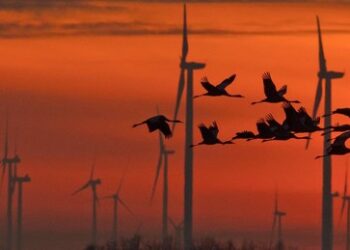 Zugvögel und niederländische Windkrafträder, BUND, Naturschutzbund und natürlich der Graichen-Clan