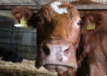 Für Klimaziele: Mögliche Schlachtung von 200.000 Kühen in Irland