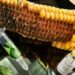 Gentechnik: EU hebt weitere Importbeschränkungen auf