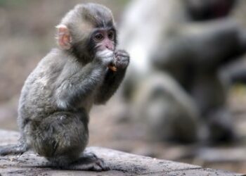 Globales Netzwerk folterte und tötete Baby-Affen für Videos