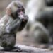 Globales Netzwerk folterte und tötete Baby-Affen für Videos