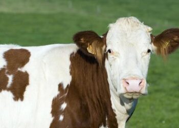 Medikamentenmangel: Schweizer Apotheker verschreibt Schwangeren Wehenmittel für Kühe