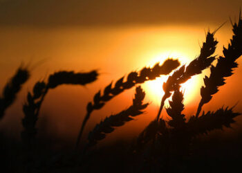 Russlands bemerkenswerte Evolution im Agrarsektor: Versorgungssicherheit und Exportanstieg