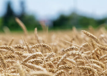 Fünf EU-Länder pochen auf Verlängerung des Einfuhrverbots für ukrainisches Getreide