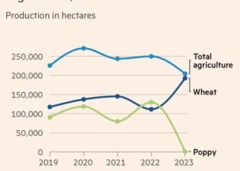 Nach Abzug der USA: Drogenproduktion in Afghanistan geht massiv zurück
