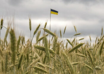 Regierungschef Morawiecki: Polen wird seine Grenze nicht für Getreide aus der Ukraine öffnen