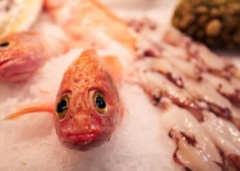 Russland verbietet Einfuhr von Fisch- und Meeresfrüchteprodukten aus dem Westen