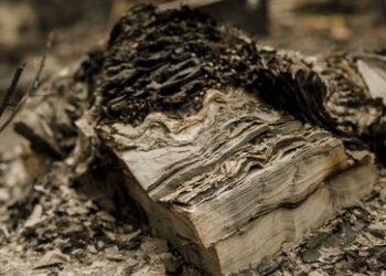 Verbrennung von Religionsbüchern in Schweden: Israel verurteilt genehmigte Tanach-Vernichtung