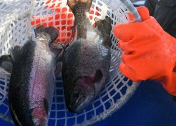 Wegen Hemmung der Wirtschaftsentwicklung: Russland verbietet eine aus den USA gesteuerte NGO