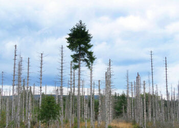 Komplettumbau von Wirtschaft und Gesellschaft? Der neue deutsche Klima-Radikalismus