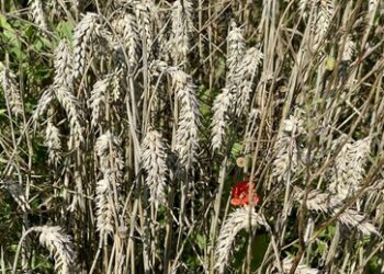 Russischer Botschafter in Türkei: Moskau arbeitet mit Partnern an Alternativen zum Getreidedeal