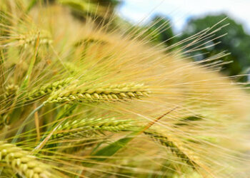 Russischer Landwirtschaftsminister: Moskau liefert bald kostenlos Getreide an Afrika