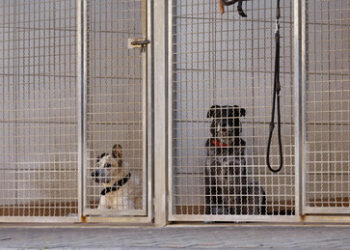 Überfüllte Tierheime: Nach der verordneten Einsamkeit im Lockdown werden Haustiere nun lästig