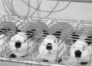 Wissenschaftler bereiten Impfstoffe für die mysteriöse "Krankheit X" vor