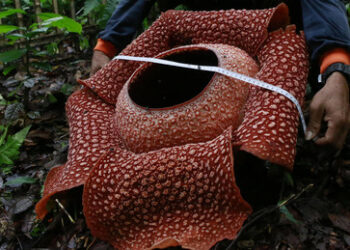 Borrell will Garten Europa ausweiten – Potenzial für weitere neun Putsche nach Art des Euro-Maidan