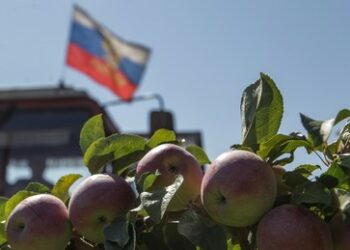 Japanische Zeitung: Russlands Landwirtschaft gedeiht unter den Sanktionen