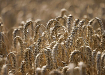 Polen droht mit unbefristetem Einfuhrverbot für ukrainisches Getreide