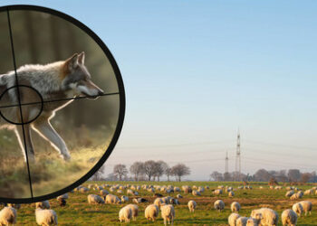 Wölfe: Schießen auf das Symptom