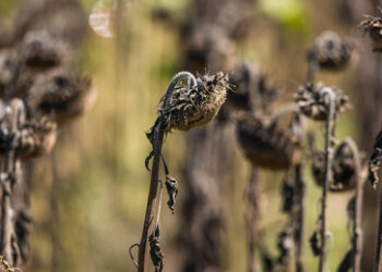 Ausforschung politischer Gegner: Die Sonnenblumenpartei und ihre finsteren Agenten