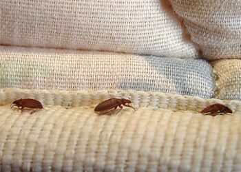 Bettwanzenbefall: Französischer Geheimdienst beschuldigt russische Medien der Panikmache