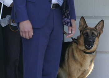 Medien: Bidens Hund Commander muss wegen Beißvorfällen Weißes Haus verlassen