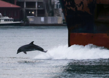 Medien: Russland verlegt Kampfdelfine in Westen der Krim